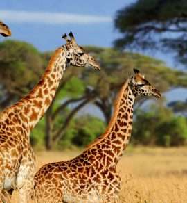 viaje safari en Kenia
