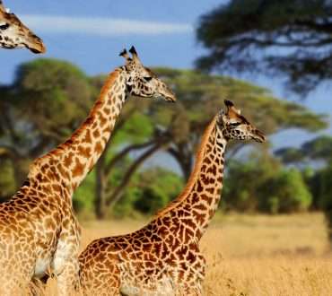 viaje safari en Kenia