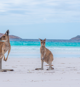 Luna de miel en Australia. Canguros en Australia
