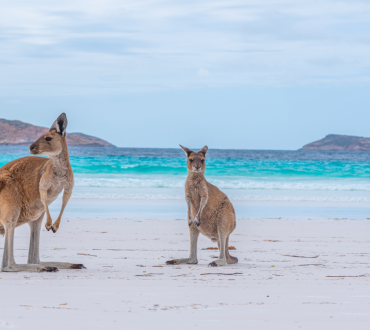 Luna de miel en Australia. Canguros en Australia